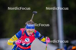 06.01.2024, Oberhof, Germany (GER): Elvira Oeberg (SWE) - IBU World Cup Biathlon, pursuit women, Oberhof (GER). www.nordicfocus.com. © Thibaut/NordicFocus. Every downloaded picture is fee-liable.