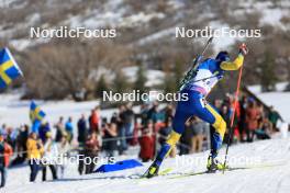 09.03.2024, Soldier Hollow, United States of America (USA): Martin Ponsiluoma (SWE) - IBU World Cup Biathlon, sprint men, Soldier Hollow (USA). www.nordicfocus.com. © Manzoni/NordicFocus. Every downloaded picture is fee-liable.