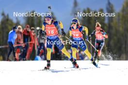 16.03.2024, Canmore, Canada (CAN): Anna-Karin Heijdenberg (SWE), Mona Brorsson (SWE), (l-r) - IBU World Cup Biathlon, pursuit women, Canmore (CAN). www.nordicfocus.com. © Manzoni/NordicFocus. Every downloaded picture is fee-liable.