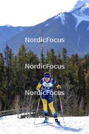 14.03.2024, Canmore, Canada (CAN): Elvira Oeberg (SWE) - IBU World Cup Biathlon, sprint women, Canmore (CAN). www.nordicfocus.com. © Manzoni/NordicFocus. Every downloaded picture is fee-liable.