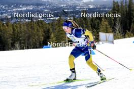 14.03.2024, Canmore, Canada (CAN): Anna Magnusson (SWE) - IBU World Cup Biathlon, sprint women, Canmore (CAN). www.nordicfocus.com. © Manzoni/NordicFocus. Every downloaded picture is fee-liable.