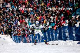 17.02.2024, Minneapolis, United States of America (USA): Calle Halfvarsson (SWE) - FIS world cup cross-country, individual sprint, Minneapolis (USA). www.nordicfocus.com. © Modica/NordicFocus. Every downloaded picture is fee-liable.