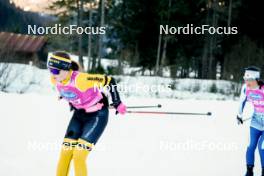 28.01.2024, Trentino, Italy (ITA): Tove Ericsson (SWE) - Ski Classics Marcialonga, Trentino (ITA). www.nordicfocus.com. © Vanzetta/NordicFocus. Every downloaded picture is fee-liable.
