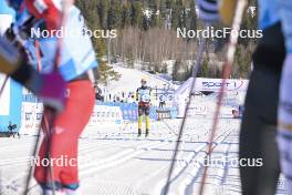 17.03.2024, Rena-Lillehammer, Norway (NOR): Herman Paus (NOR) - Ski Classics Birkebeinerrennet, Rena-Lillehammer (NOR). www.nordicfocus.com. © Reichert/NordicFocus. Every downloaded picture is fee-liable.
