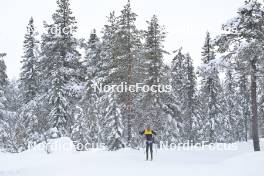 15.03.2024, Rena-Lillehammer, Norway (NOR): Ole Joergen Bruvoll (NOR) - training, Ski Classics Birkebeinerrennet,  Rena-Lillehammer (NOR). www.nordicfocus.com. © Reichert/NordicFocus. Every downloaded picture is fee-liable.