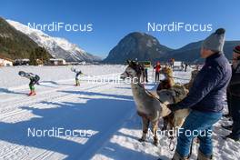 13.01.2018, Seefeld, Austria (AUT): Alpacas at the race course  - Visma Ski Classics Kaiser Maximilian Lauf, Seefeld (AUT). www.nordicfocus.com. © Rauschendorfer/NordicFocus. Every downloaded picture is fee-liable.