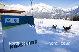 09.02.2019, Canmore, Canada (CAN): Deers visit the Biathlon Venue of Canmore today -  IBU world cup biathlon, training, Canmore (CAN). www.nordicfocus.com. © Manzoni/NordicFocus. Every downloaded picture is fee-liable.