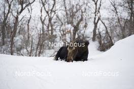 17.02.2019, Soldier Hollow, United States of America (USA): Event Feature: A moose taks a rest on the 3.3 km track in Soldier Hollow -  IBU world cup biathlon, relay mixed, Soldier Hollow (USA). www.nordicfocus.com. © Manzoni/NordicFocus. Every downloaded picture is fee-liable.