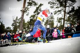 08.02.2020, Falun, Sweden (SWE): Andrew Young (GBR) - FIS world cup cross-country, individual sprint, Falun (SWE). www.nordicfocus.com. © Modica/NordicFocus. Every downloaded picture is fee-liable.