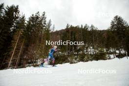 31.12.2023, Toblach, Italy (ITA): Sophia Laukli (USA) - FIS world cup cross-country, tour de ski, 10km, Toblach (ITA). www.nordicfocus.com. © Modica/NordicFocus. Every downloaded picture is fee-liable.