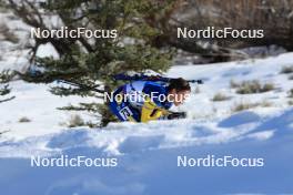 09.03.2024, Soldier Hollow, United States of America (USA): Anton Ivarsson (SWE) - IBU World Cup Biathlon, sprint men, Soldier Hollow (USA). www.nordicfocus.com. © Manzoni/NordicFocus. Every downloaded picture is fee-liable.