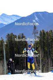 14.03.2024, Canmore, Canada (CAN): Mona Brorsson (SWE) - IBU World Cup Biathlon, sprint women, Canmore (CAN). www.nordicfocus.com. © Manzoni/NordicFocus. Every downloaded picture is fee-liable.