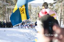 17.03.2024, Falun, Sweden (SWE): Sophia Laukli (USA), Jessie Diggins (USA), Victoria Carl (GER), Astrid Oeyre Slind (NOR), Frida Karlsson (SWE), (l-r)  - FIS world cup cross-country, mass, Falun (SWE). www.nordicfocus.com. © Modica/NordicFocus. Every downloaded picture is fee-liable.