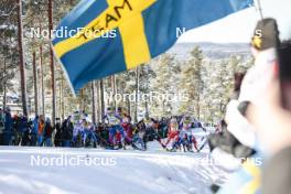 17.03.2024, Falun, Sweden (SWE): Ebba Andersson (SWE), Kerttu Niskanen (FIN), Sophia Laukli (USA), Jessie Diggins (USA), Victoria Carl (GER), Astrid Oeyre Slind (NOR), Frida Karlsson (SWE), (l-r)  - FIS world cup cross-country, mass, Falun (SWE). www.nordicfocus.com. © Modica/NordicFocus. Every downloaded picture is fee-liable.