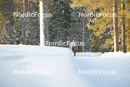 18.02.2024, Groenklitt, Sweden (SWE): Hilda Loef (SWE) - Ski Classics Groenklitt ITT Orsa - Groenklitt (SWE). www.nordicfocus.com. © Reichert/NordicFocus. Every downloaded picture is fee-liable.